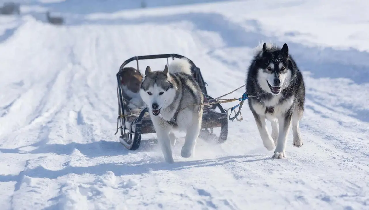 Trump Mengejek Greenland dengan Mengatakan Bahwa Pulau Tersebut Hanya Dilindungi Dua Anjing dengan Kereta Luncur