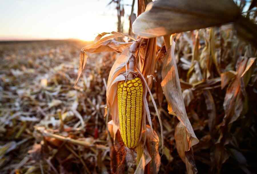 Eropa Membutuhkan Jagung. Ukraina Memiliki Banyak Jagung. Tetapi Petani Amerika yang Akan Menuai Keuntungannya